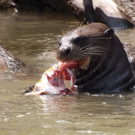 Pousada Reserva Ecologica Jaguar Poconé Exteriör bild