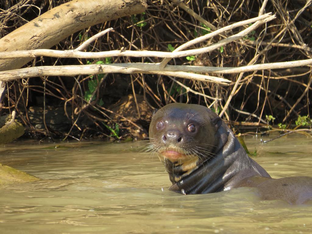 Pousada Reserva Ecologica Jaguar Poconé Exteriör bild