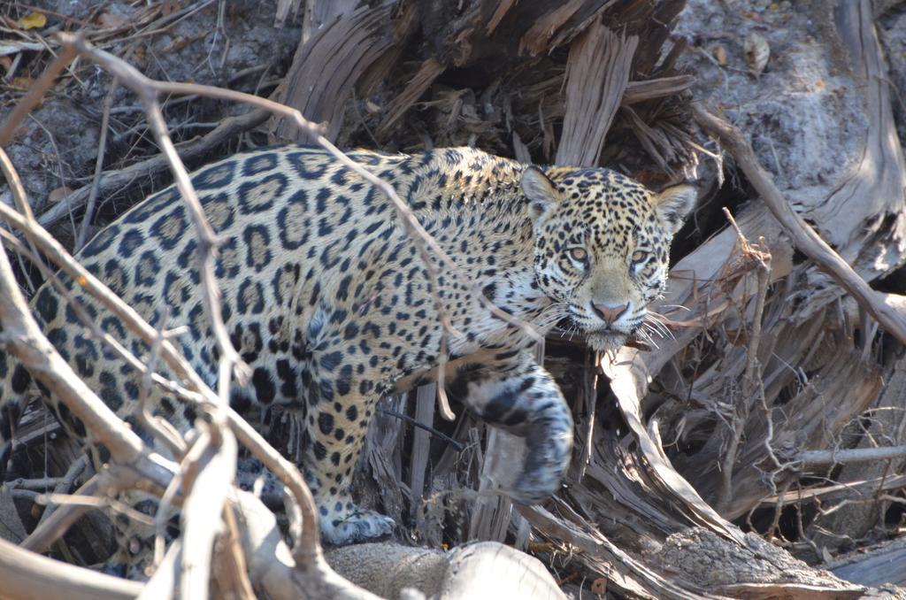 Pousada Reserva Ecologica Jaguar Poconé Exteriör bild