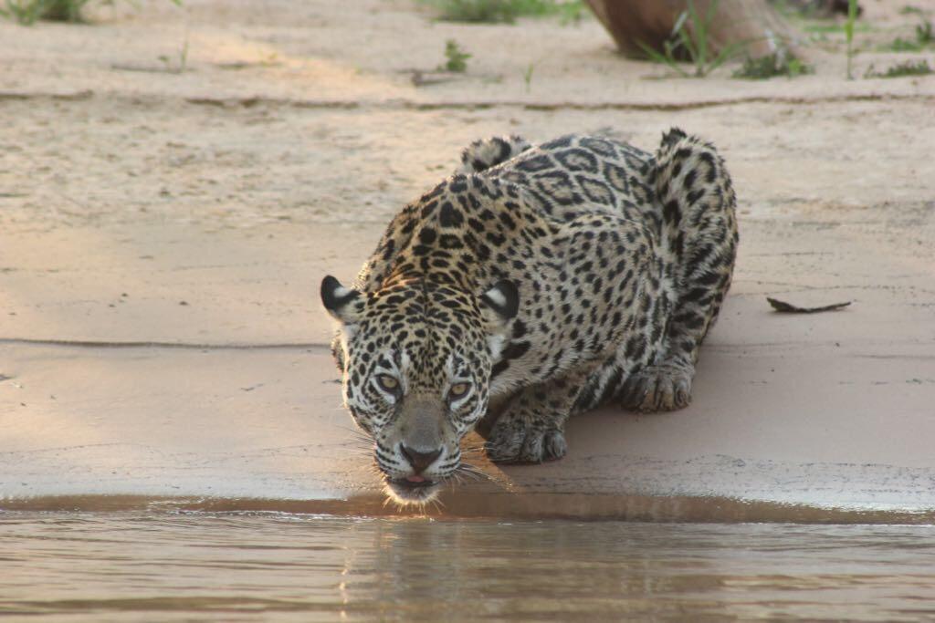 Pousada Reserva Ecologica Jaguar Poconé Exteriör bild