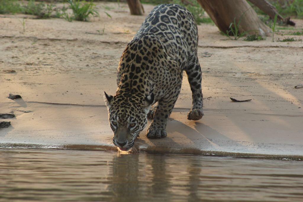 Pousada Reserva Ecologica Jaguar Poconé Exteriör bild