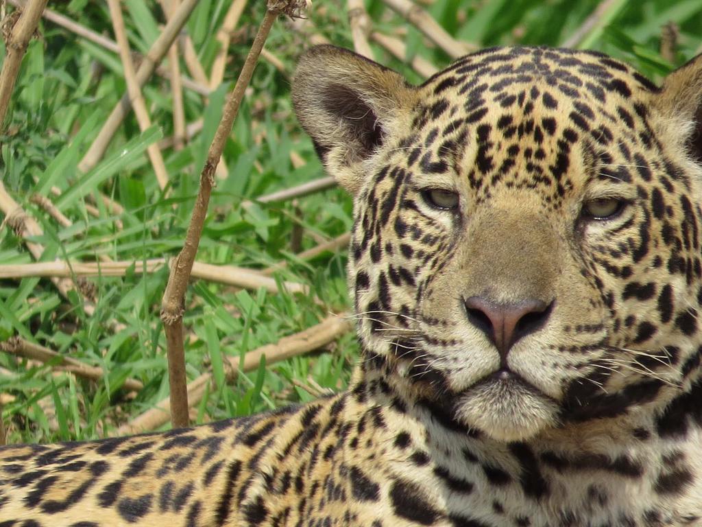 Pousada Reserva Ecologica Jaguar Poconé Exteriör bild