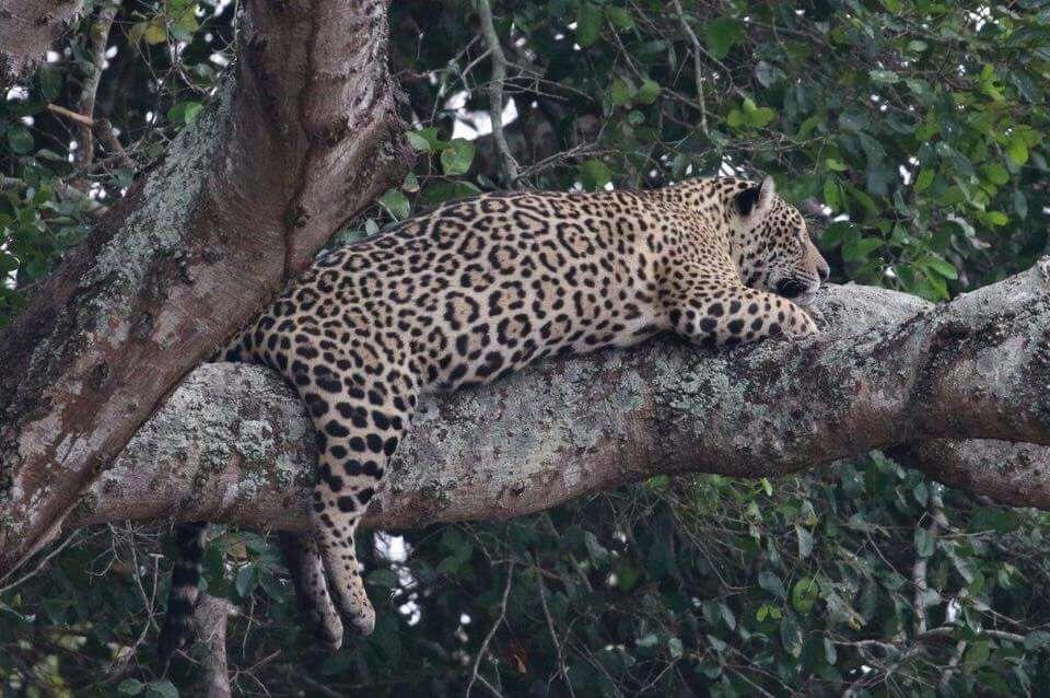 Pousada Reserva Ecologica Jaguar Poconé Exteriör bild