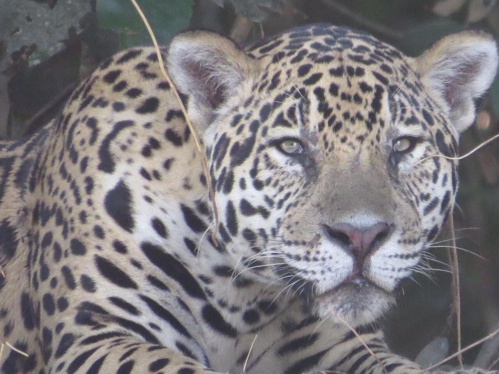 Pousada Reserva Ecologica Jaguar Poconé Exteriör bild