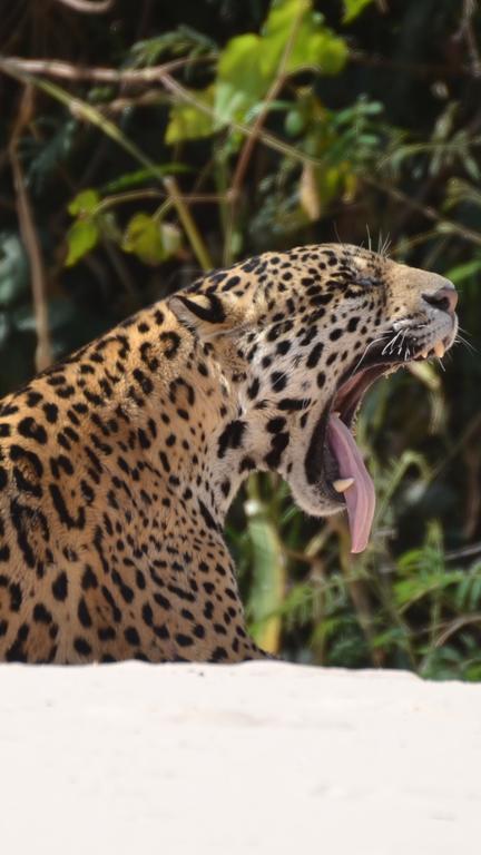 Pousada Reserva Ecologica Jaguar Poconé Exteriör bild