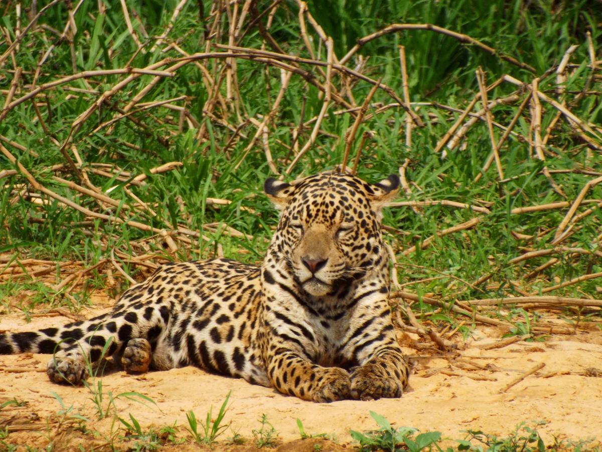 Pousada Reserva Ecologica Jaguar Poconé Exteriör bild