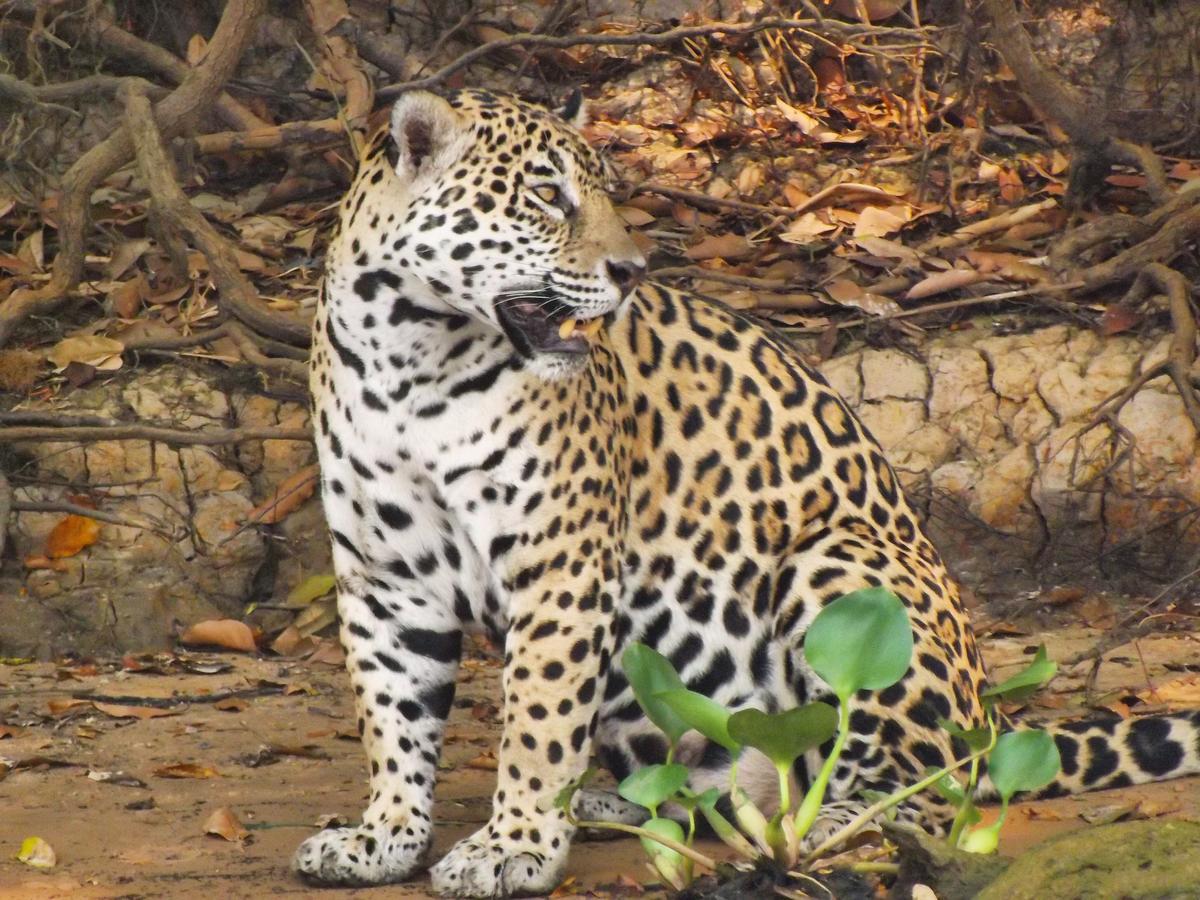 Pousada Reserva Ecologica Jaguar Poconé Exteriör bild
