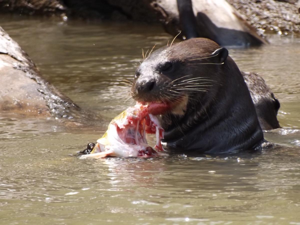 Pousada Reserva Ecologica Jaguar Poconé Exteriör bild